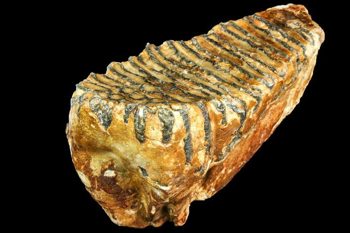 Fossil Woolly Mammoth Lower M Molar - North Sea Deposits #149767